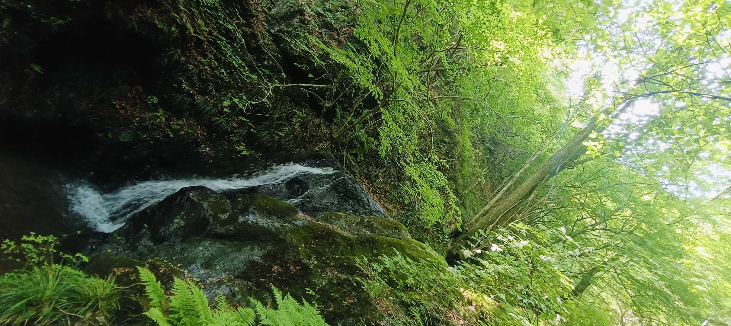 白谷沢登山口-権次入峠-棒ノ嶺 往復コースの写真