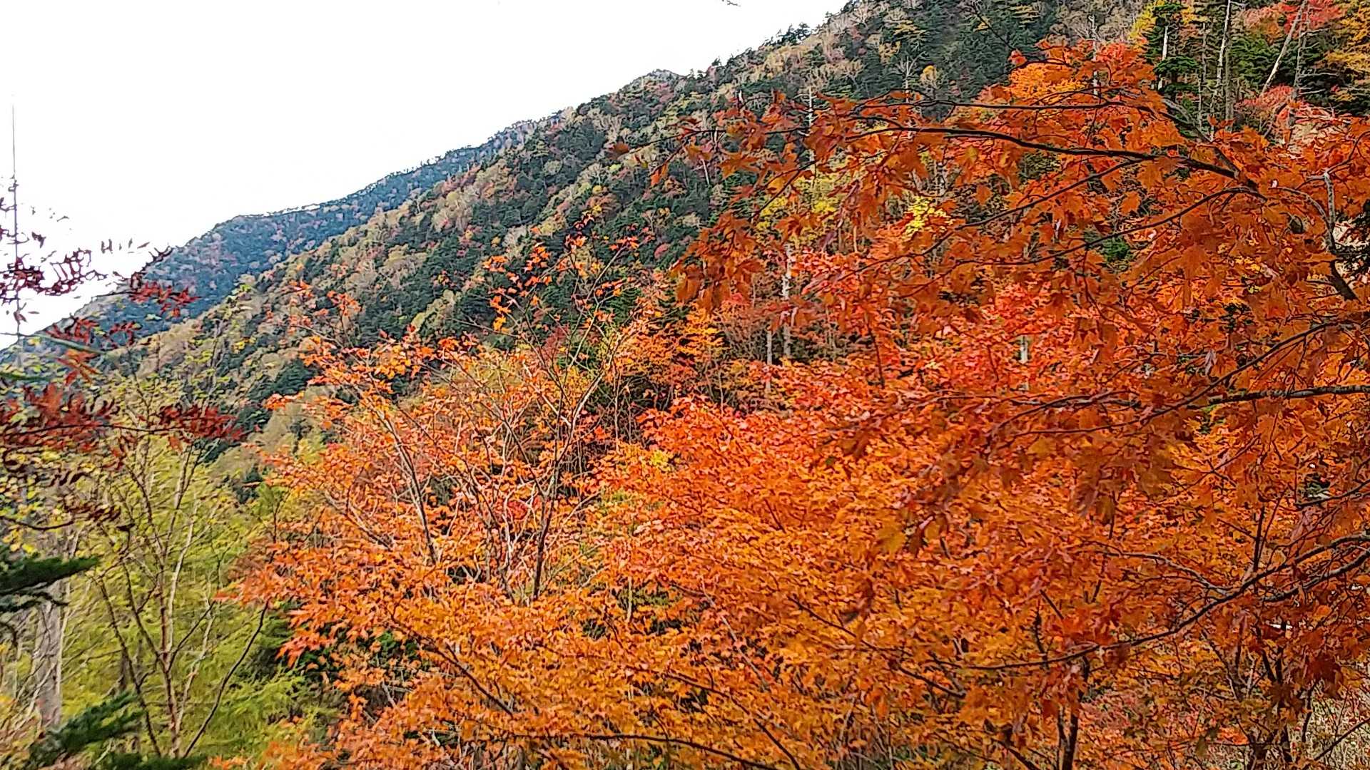 満開🍁