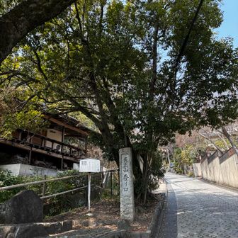 初手から舗装路登りが続きます😂