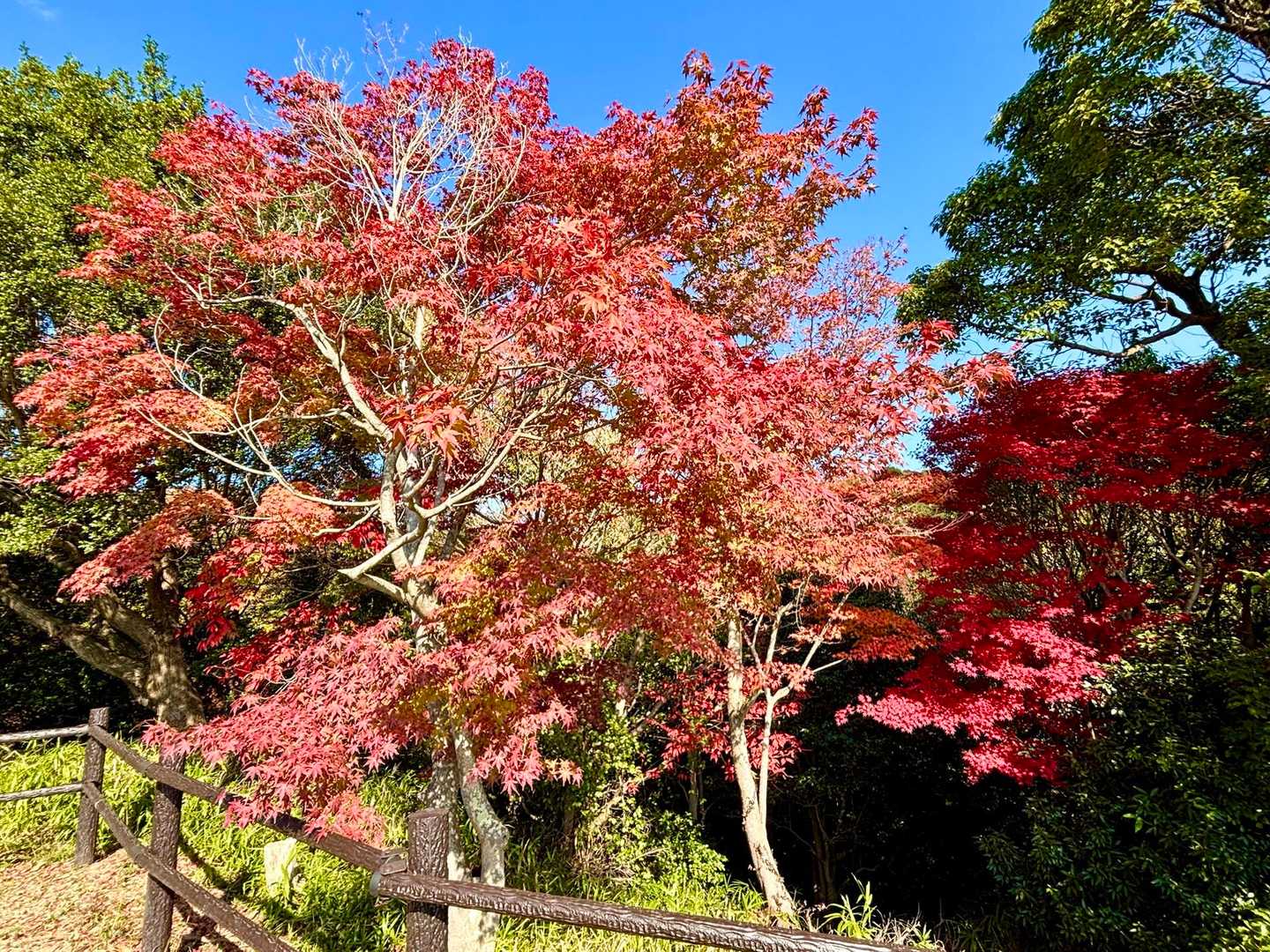 次の市章山の山頂の紅葉が
最高でした〜🍁🍁🍁👏