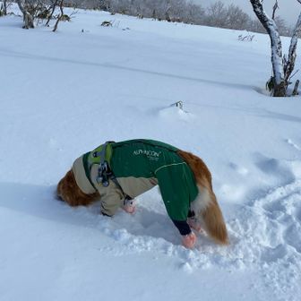 カムイ、何してるの？