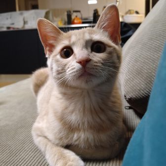 南の界王