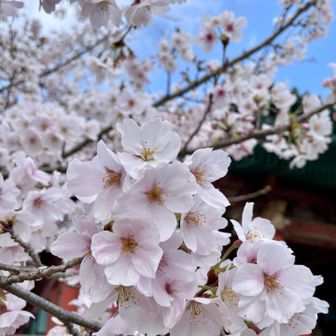 こっちはまた違う種類かな？

さぁ裏手から登るよ🚶‍♂️