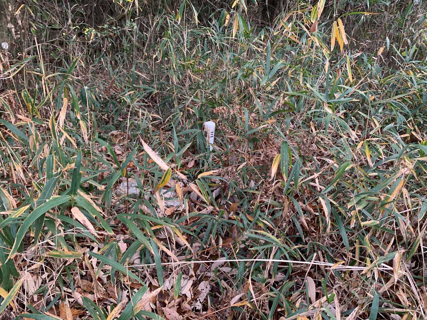 大森山の三角点