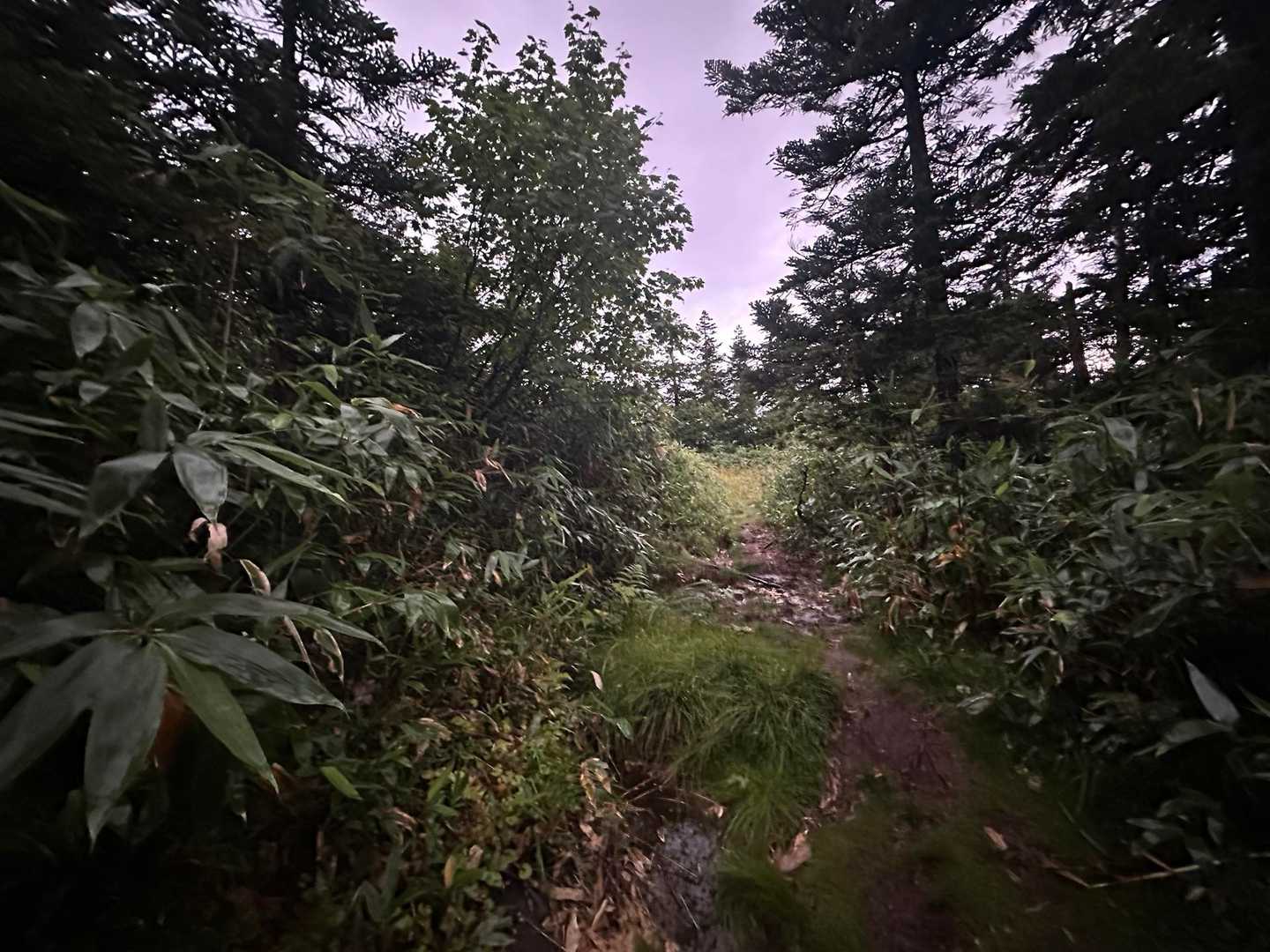 寺地山⛰️YAMAPだとこの辺りですがちょっと先でしたぁ⤴︎帰りに気づきましたぁ⤴︎
