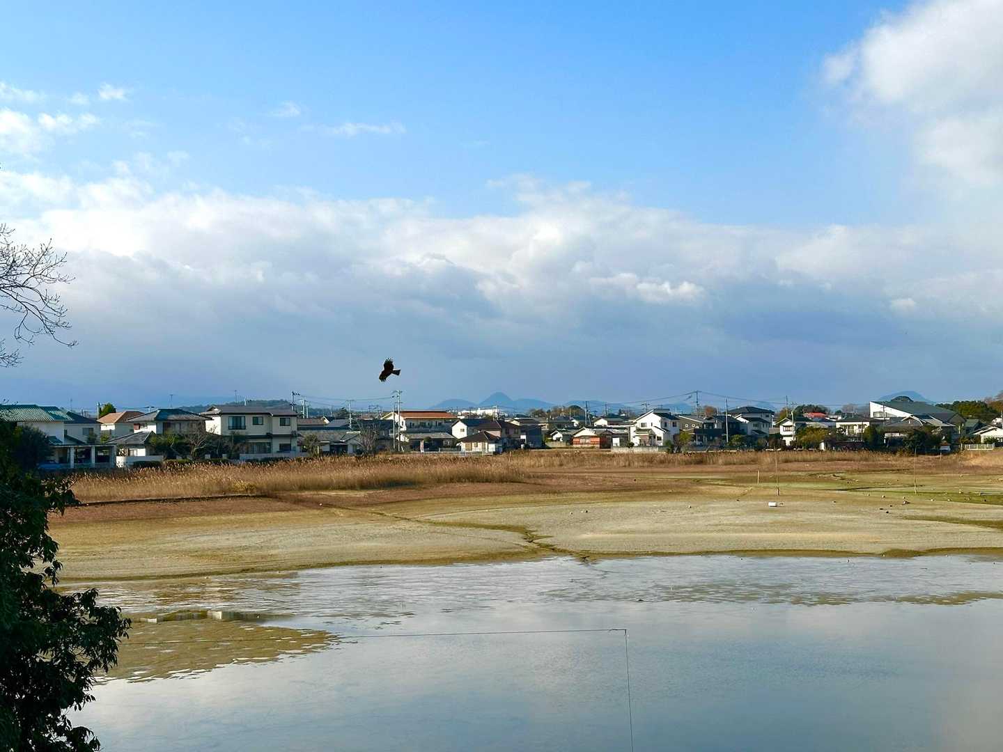 池には水がほとんどありません。トンビがゆうゆうと飛んでいます！