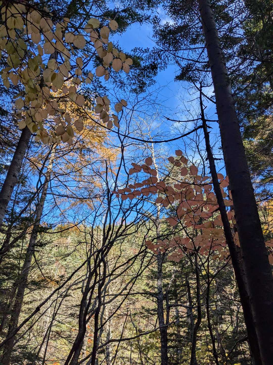 さっきまで曇っていた空がこれです😀
あ〜いいな〜
気持ちいいな〜
どうですか？
こんな森を歩いてみたくないですか？