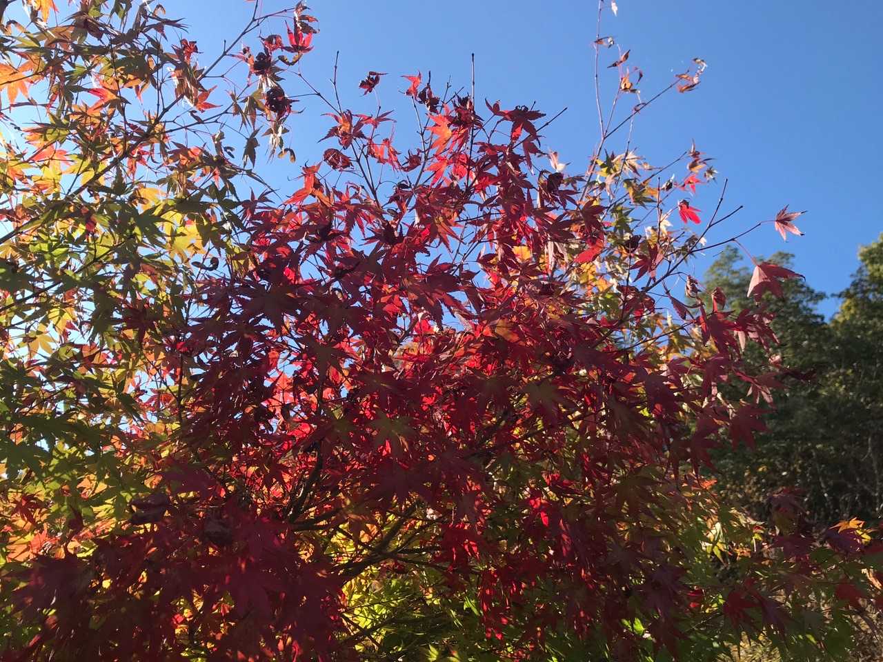 赤い🍁
