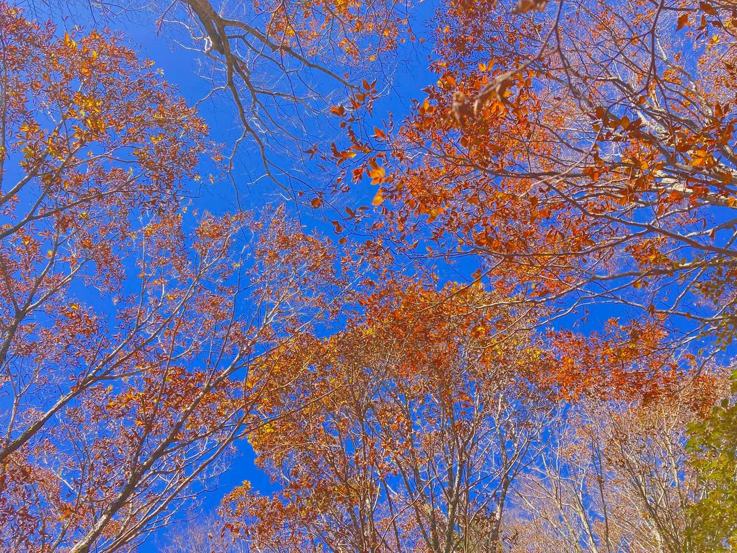 最近、逆光や暗めの時は露出補正をして撮ります📷