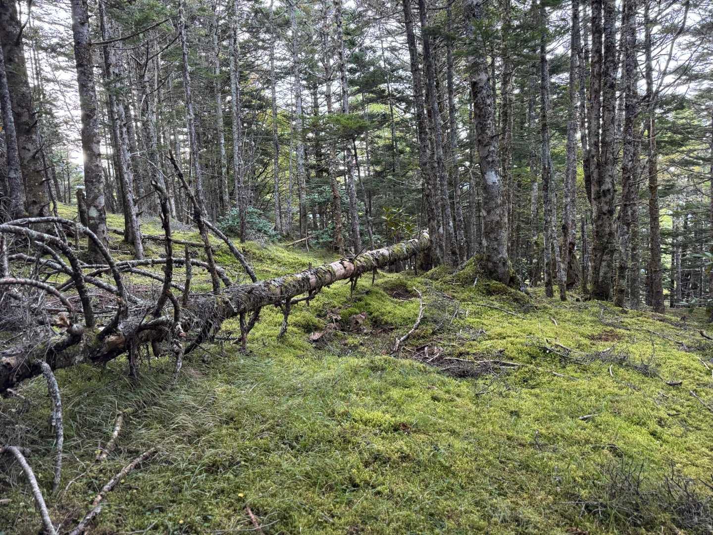 苔の森を進む

この辺りは遊歩道といった感じです