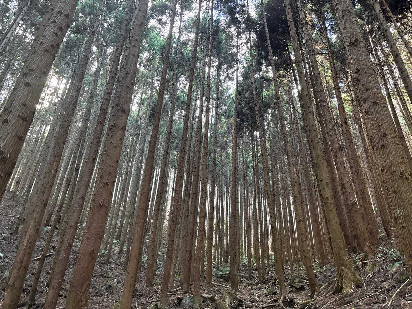 宇都宮市森林公園駐車場登山口-長倉山-手岡峠-斑根石山-富 周回コースの写真