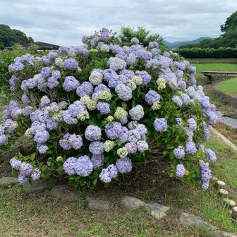 紫陽花満開