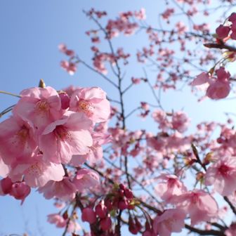 早くから咲いてたので、今週末で終わりそう...