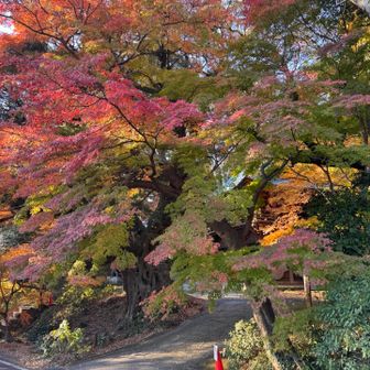 緑もまじったグラデーションすき😍

