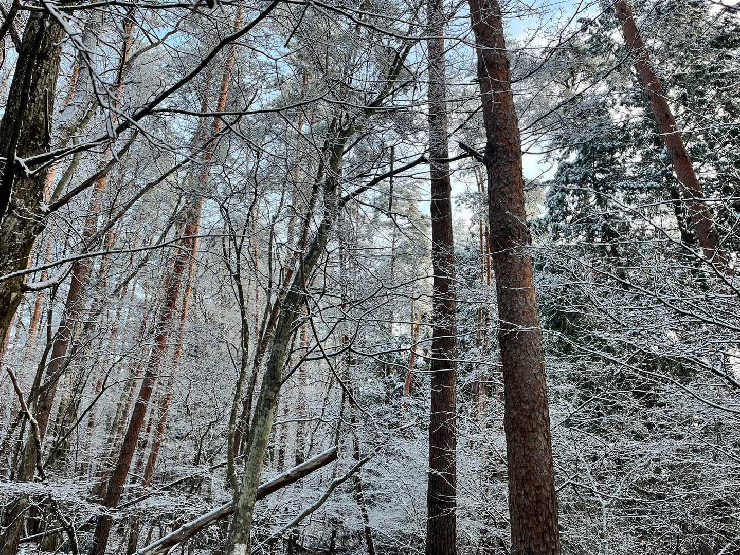 霧氷