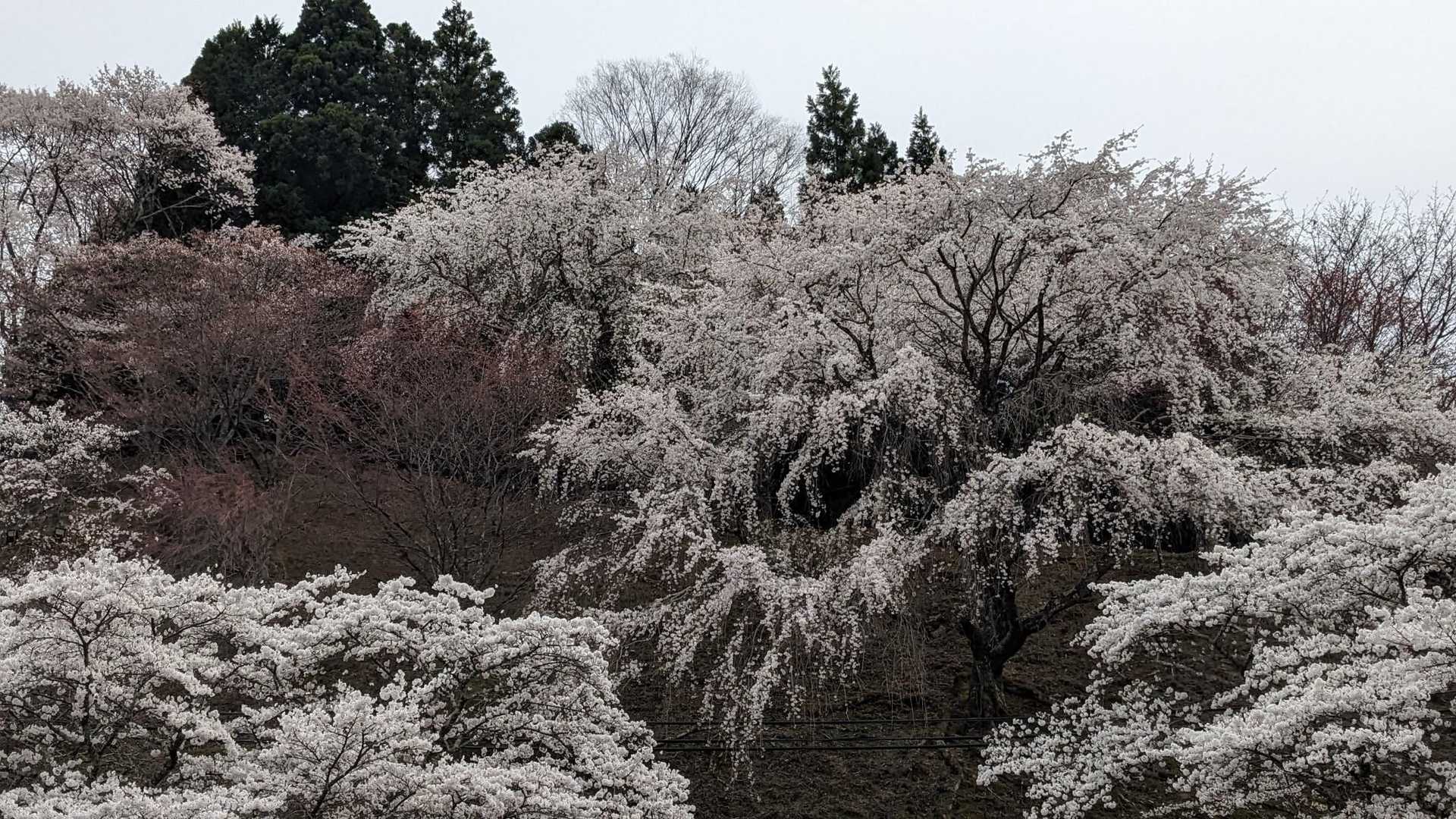 吉水神社 往復コースの写真