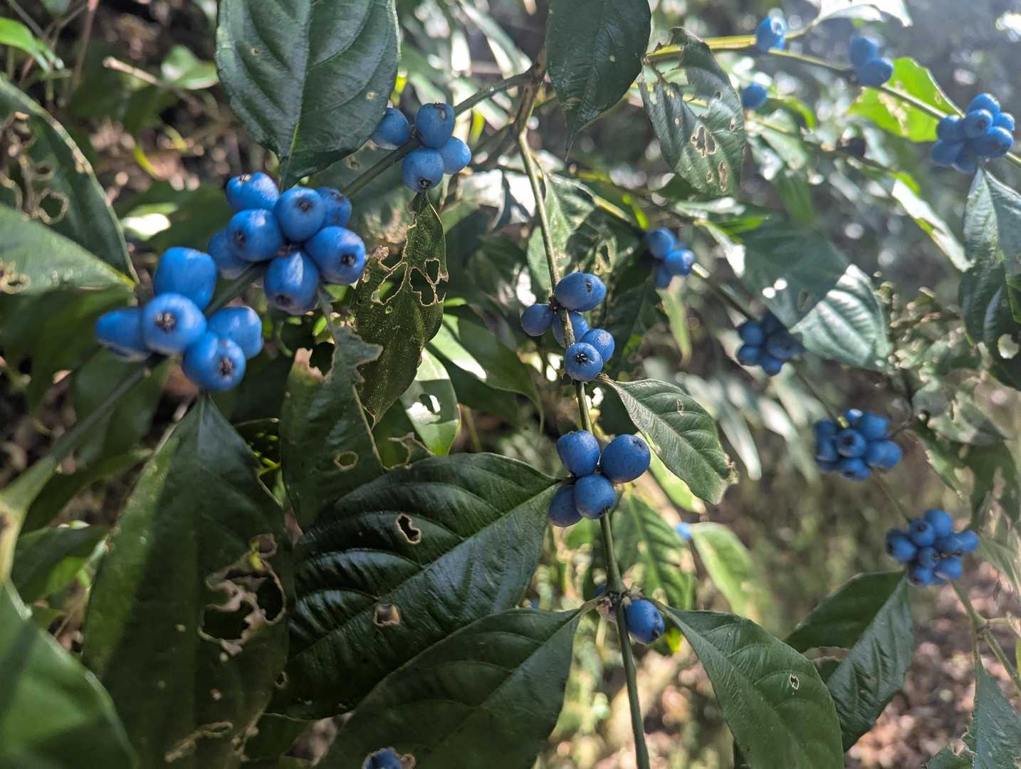 リュウキュウルリミノキ🔵お花を探しながら、教えてもらいながらの山歩き🎶