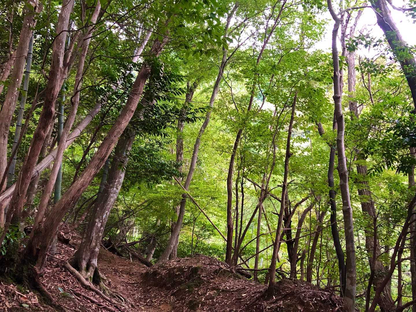 下山途中 綺麗な緑🟢が目に入りパシャリ📱