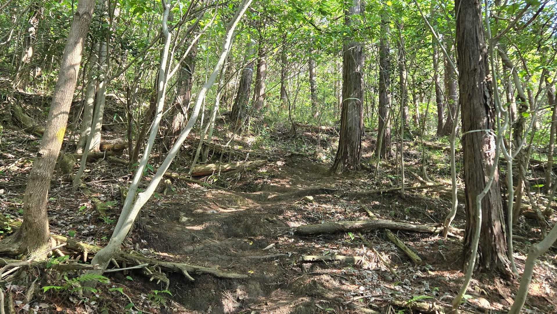 雰囲気の良い登山道