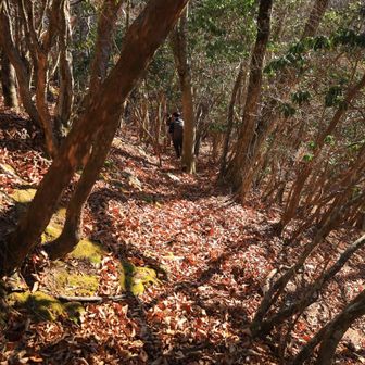 今回のルートの核心部は、この稲含山からの下りでした😨
滑り易い足元に急傾斜。
ピンテ少なく不明瞭なルートを行きます

