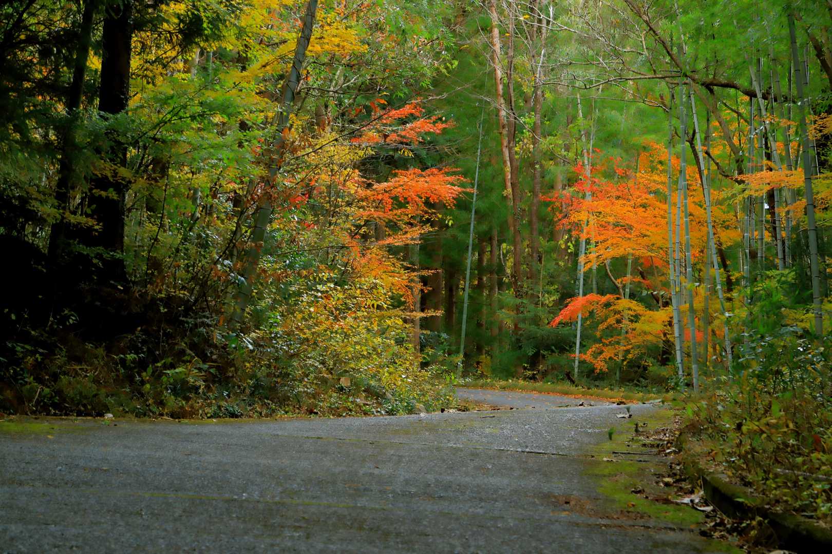 林道の紅葉🍁