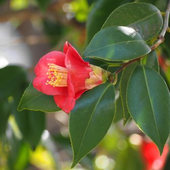 桜守公園の椿🌸
満開でした＾＾