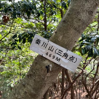 秦川山からの下りはテープもなく不明瞭です。