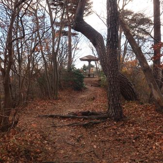 コブコブを縦走しトラ岩