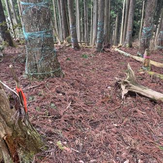 ピンテ所々

で、いつの間にか東峰は過ぎてた😅