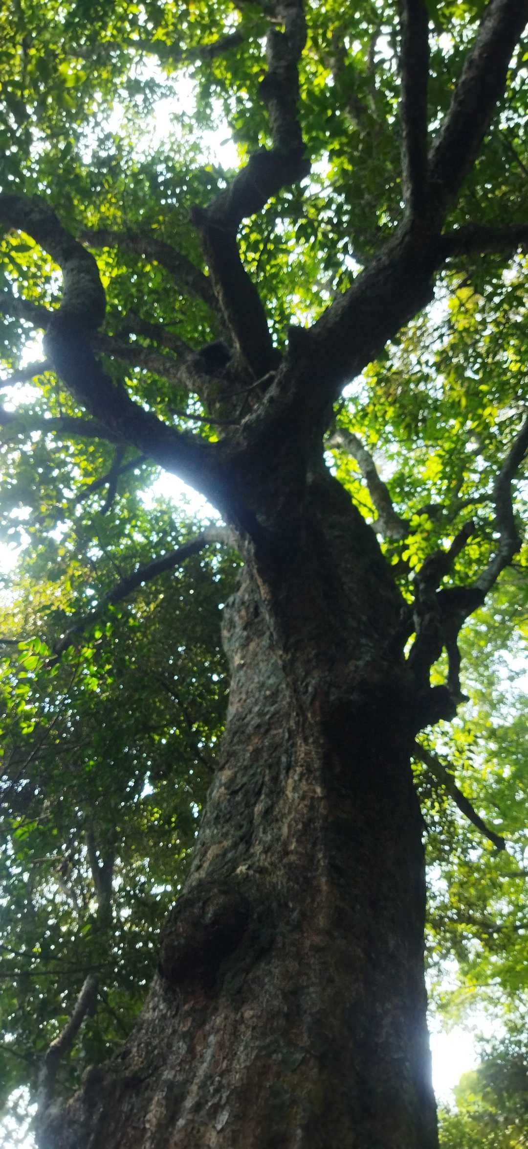 岳山 往復コースの写真