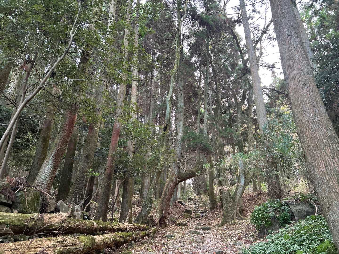 階段が苦手なので　少しでも楽な裏道を歩く