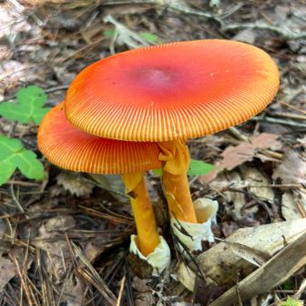 こちらもタマゴダケ🍄

次の写真は昨日の状態で全く違う🍄‍🟫フォルムで😲