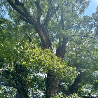 まだまだ、すくすく育ってます🌳
