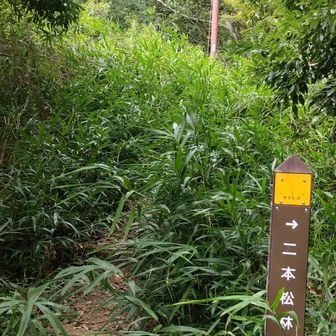 七三峠　草だらけ