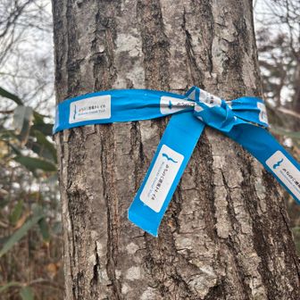 みちのく潮風トレイルのリボンって青かった？