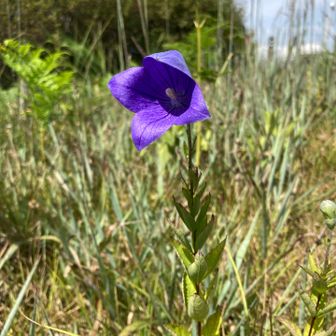 山頂のお花畑に、キキョウが二輪だけ咲いてました♪♪(o^^o)