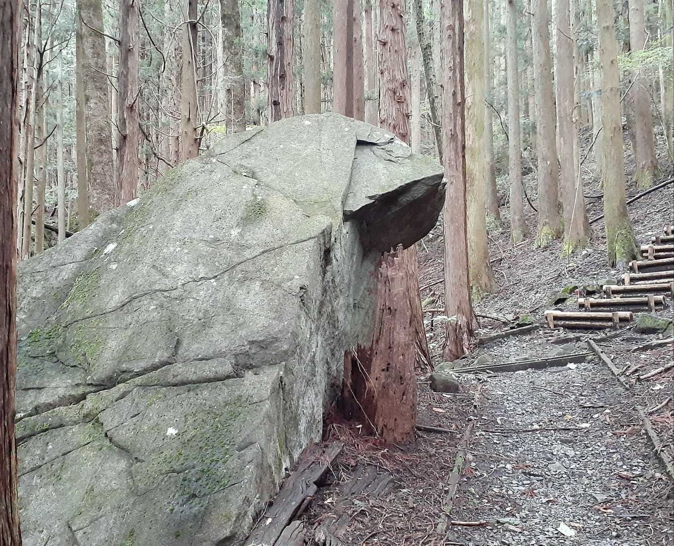 笠置山 往復コースの写真