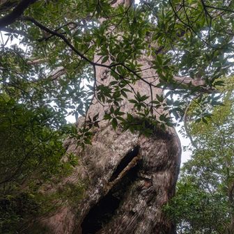 最後に万代杉から力をもらい残りのルートを下山