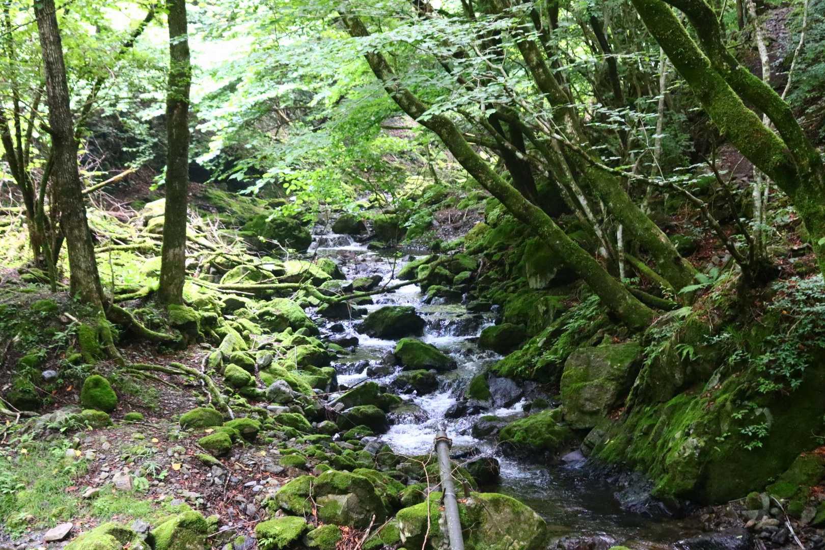 苔むした沢。