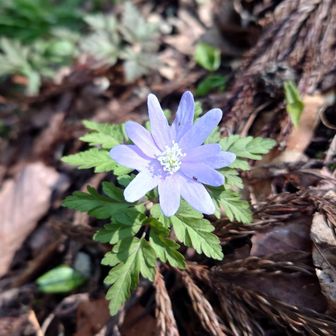 キクザキイチゲ