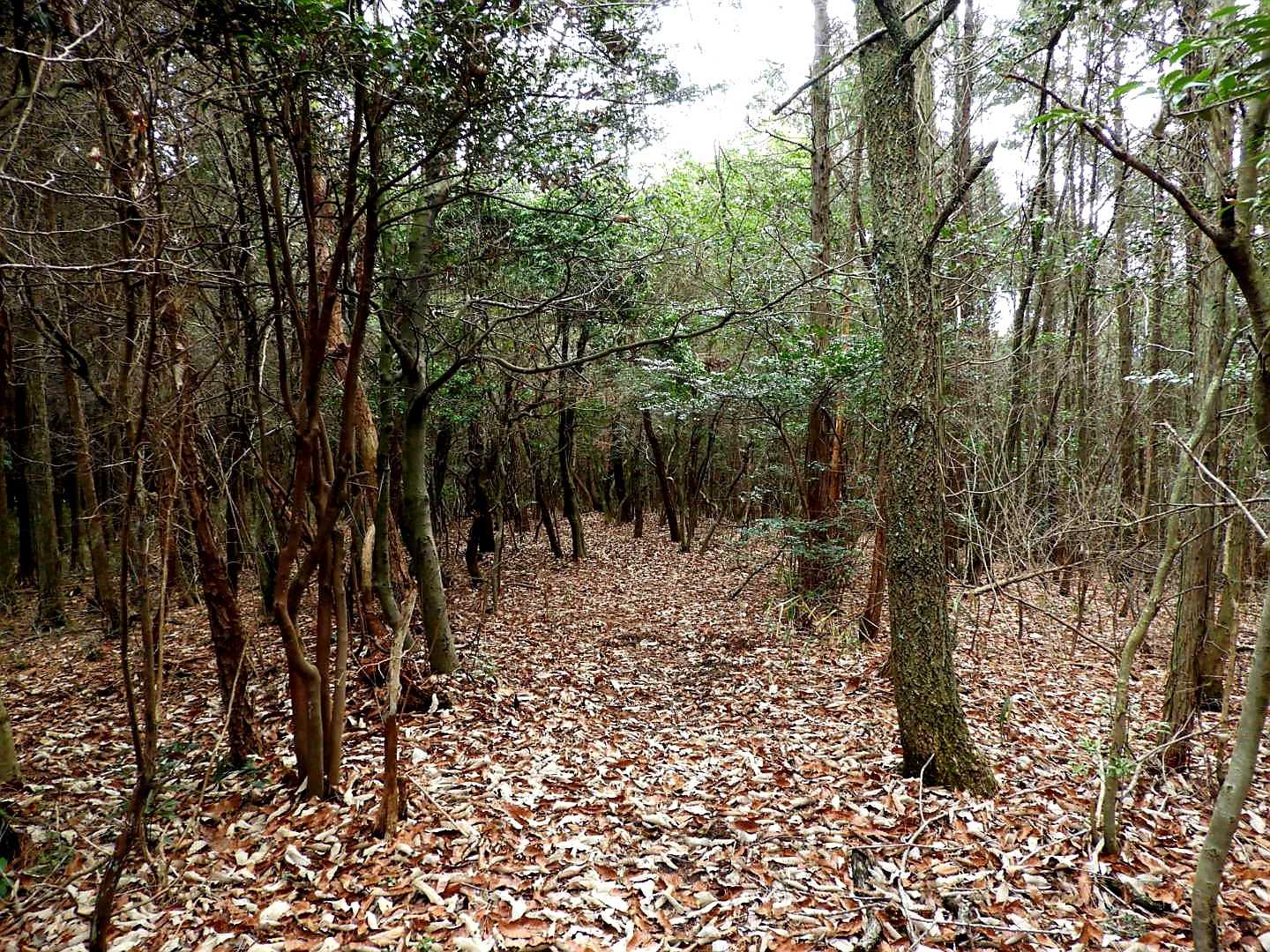 綺麗に整備された登山道が続きます😊傾斜も無く楽チンです😄