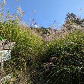 この、カヤの茂みから出てきました🤭