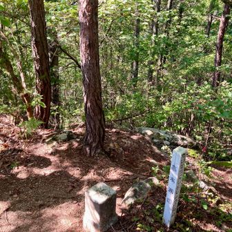 若山山頂にある蛭川二等三角点（標高491.7m）