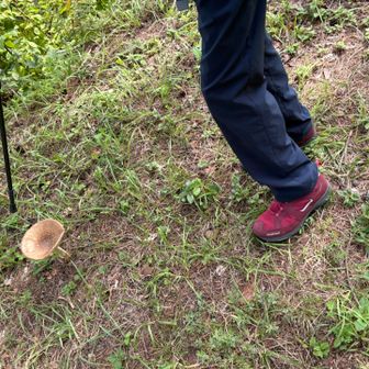 立派だね〜🍄