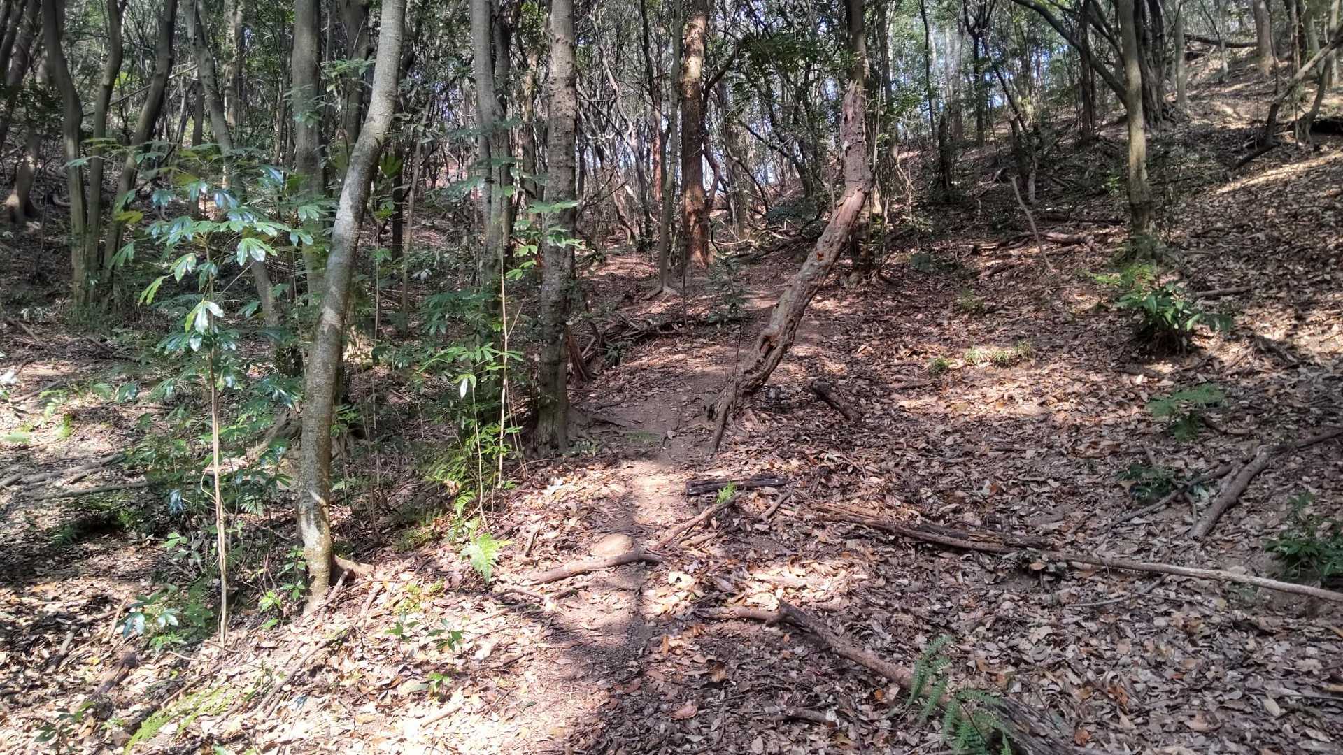 本殿の横が登山口✨