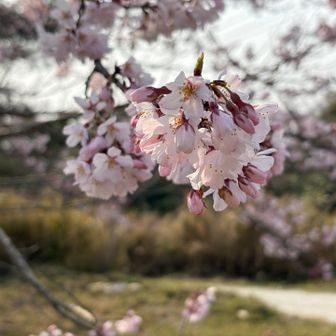 壇山頂上　桜🌸が咲いてる〜