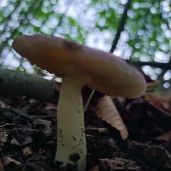 🍄