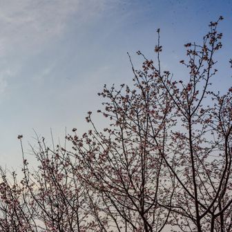 弥生の広場の十月桜