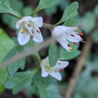 ハナネコノメ、ゲ一ト直ぐ先の単独の個体。