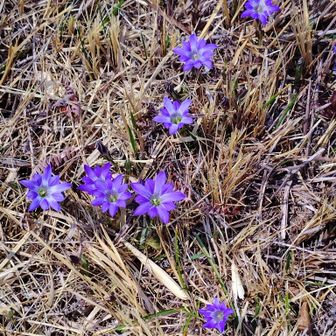 ハルリンドウ見ごろです。